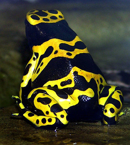 [483px-Yellow-banded.poison.dart.frog.arp.jpg]